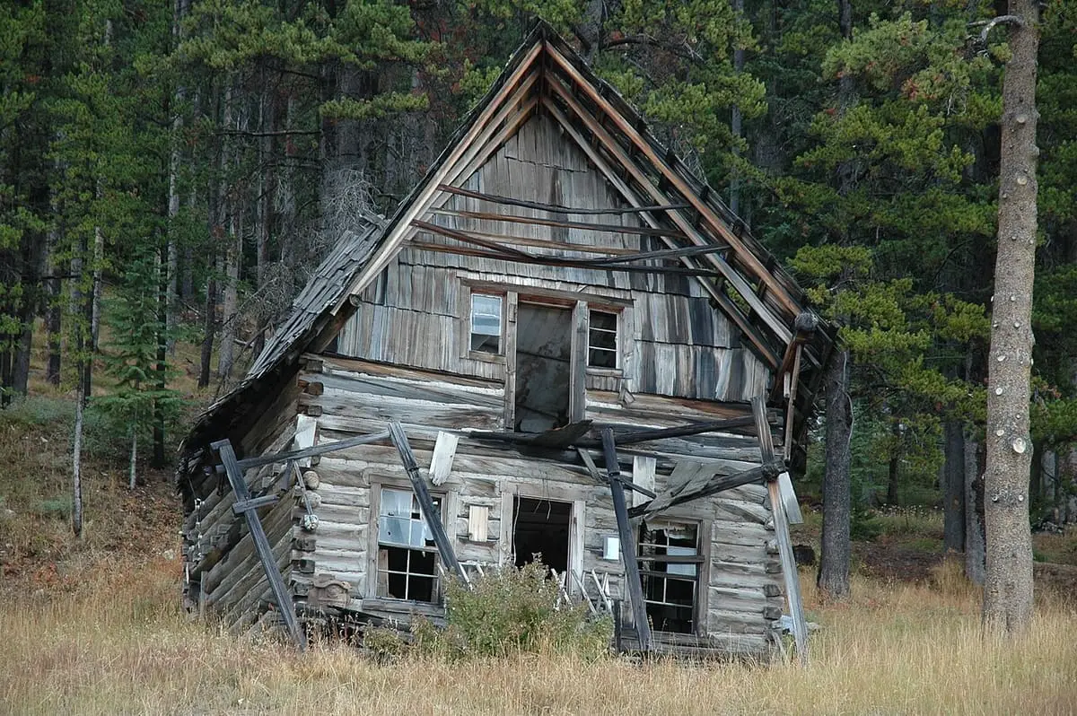 Weathered, leaning log homestead cabin in a dry meadow among pines at historic Burgdorf