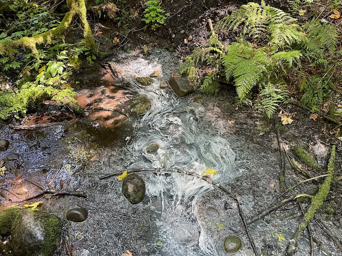 Shallow gassy seep streaked with white mineral deposits among ferns and mossy stones at Flaming Geyser State Park