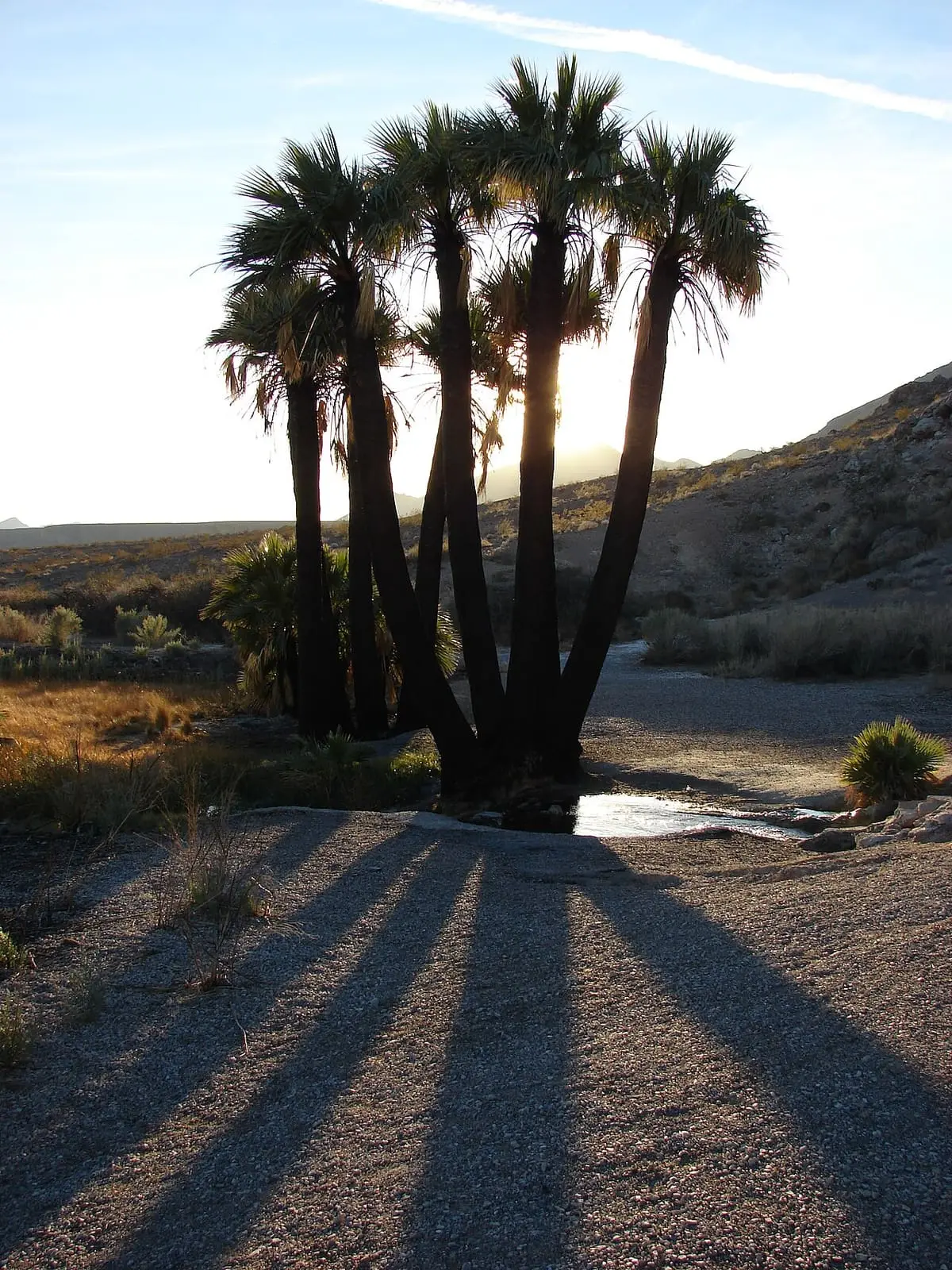Cluster of fan palms casting long shadows beside the water at Rogers Spring