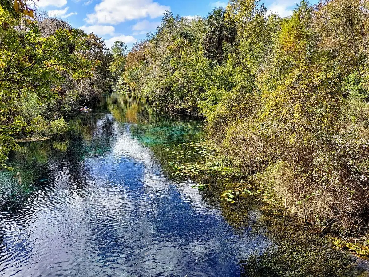 Clear blue Silver River flowing between autumn trees and green vegetation at Silver Springs State Park
