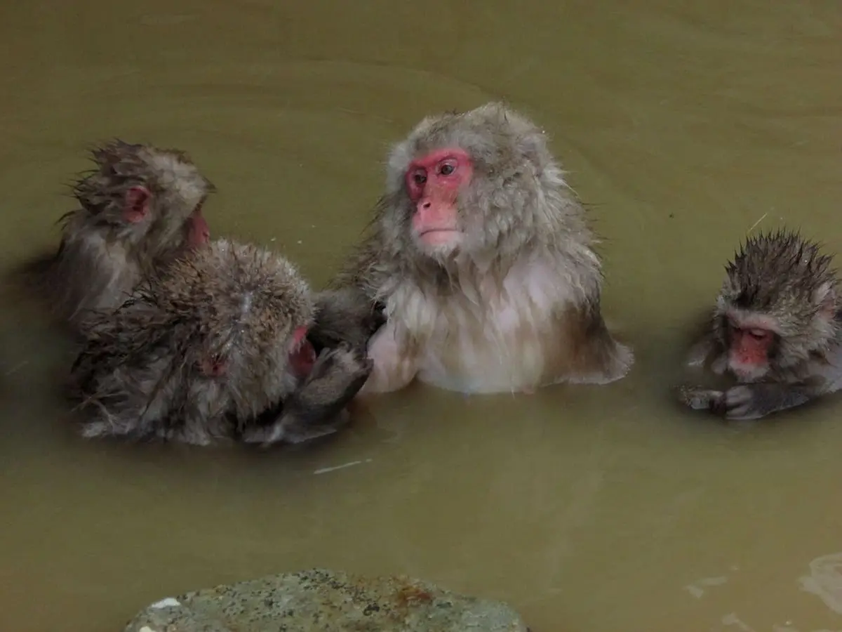 Snow monkeys soaking together in the warm onsen pool at Jigokudani Monkey Park