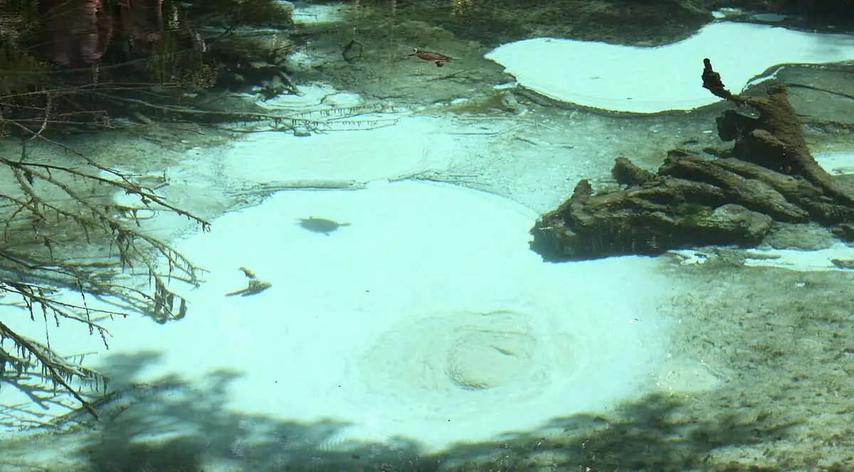Sand boil bubbling on the pale bottom of Juniper Springs in clear shallow water