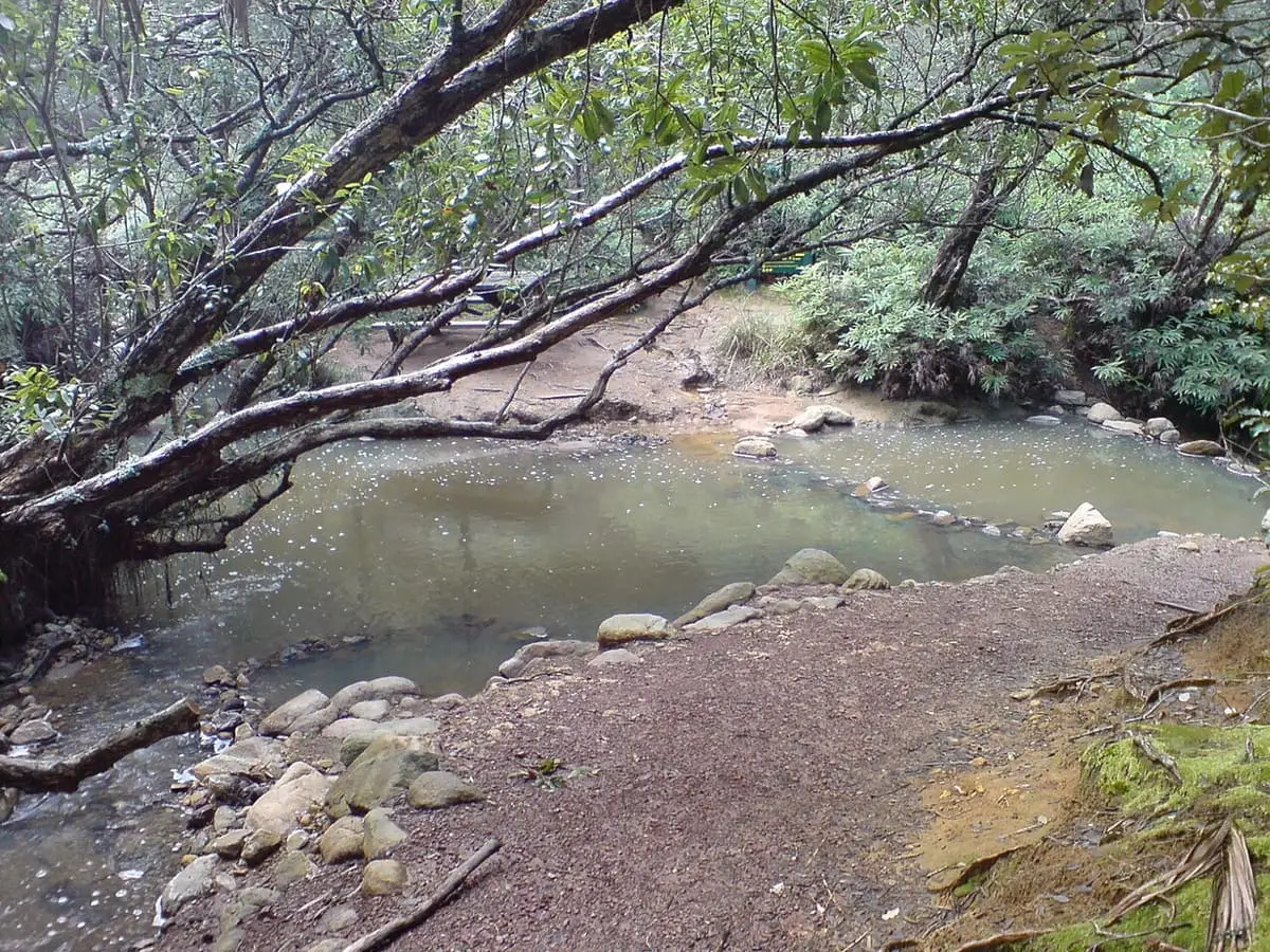 Hot pool dammed in a stony creek under overhanging trees at Kaitoke on Great Barrier Island