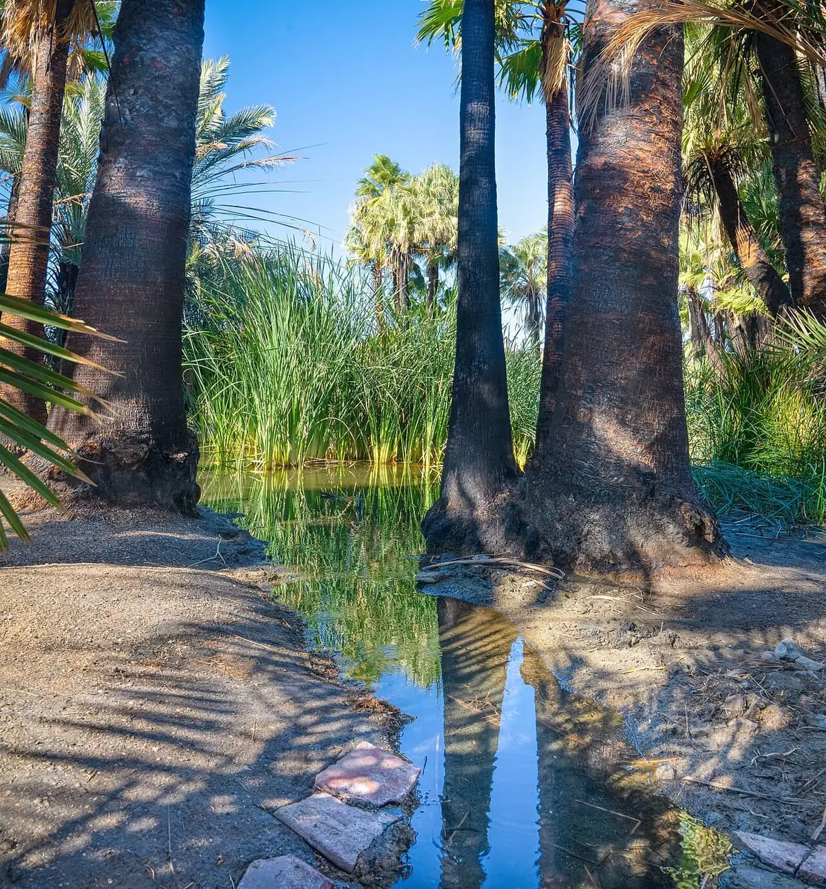 Spring fed channel reflecting tall fan palms and reeds at the Hot Springs Long Term Visitor Area
