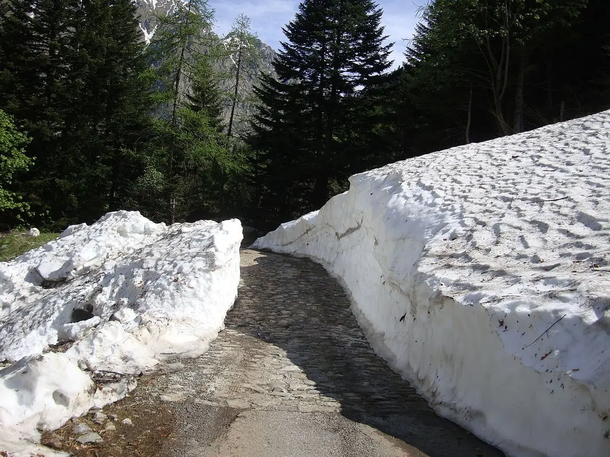 Road to Terme di Valdieri cut through deep avalanche snow in a pine forest