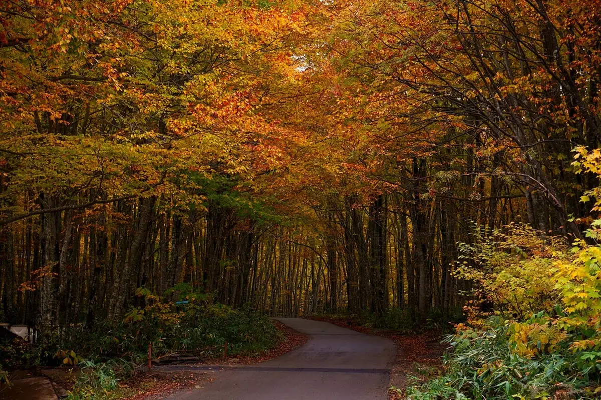 Road through golden autumn beech forest in Nyuto Onsenkyo