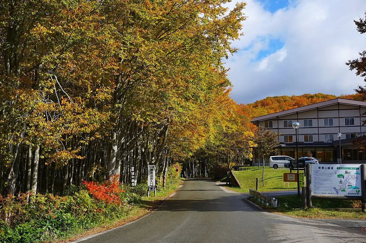 Road through autumn beech trees leading to the Kyukamura Nyuto Onsenkyo lodge