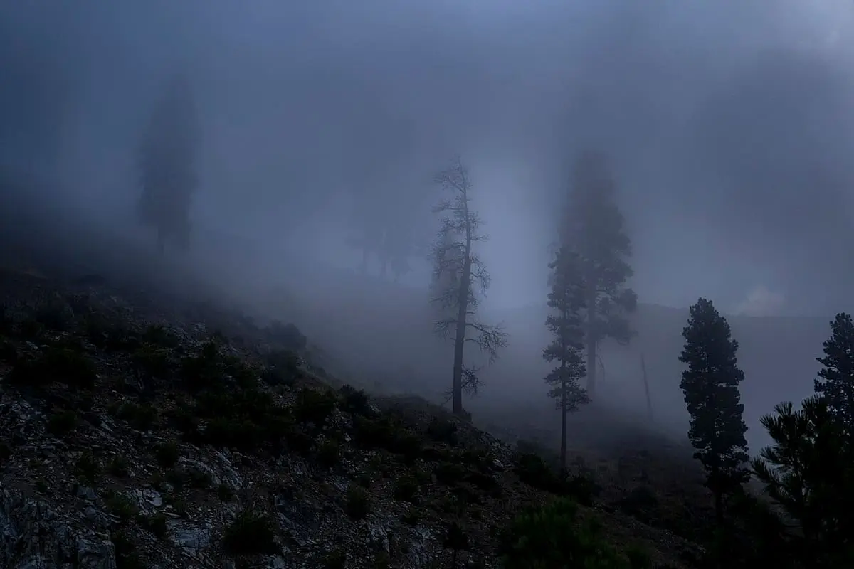 Morning fog drifting through pine trees on the hillside above Kirkham Hot Springs
