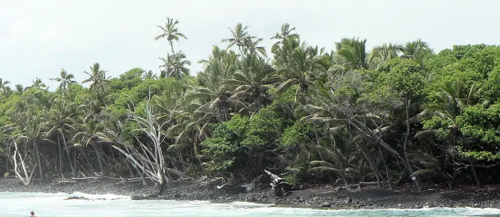 Coconut palms and jungle along the black lava shore at Isaac Hale Beach Park