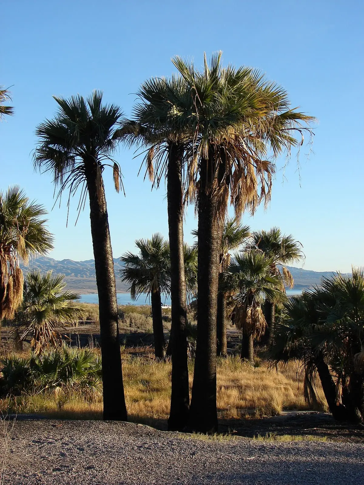 Grove of tall fan palms at Rogers Spring under a clear blue desert sky