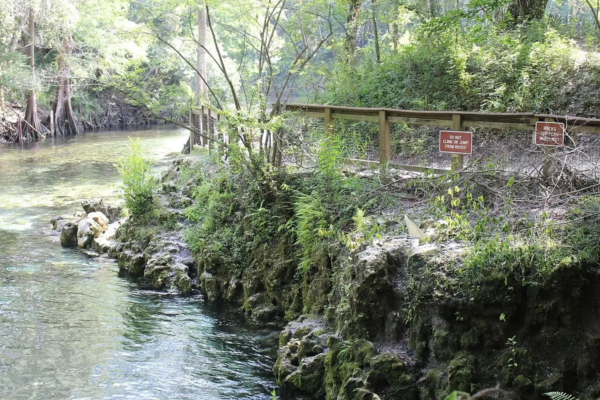 Clear spring run from Madison Blue Spring flowing past limestone banks toward the Withlacoochee River