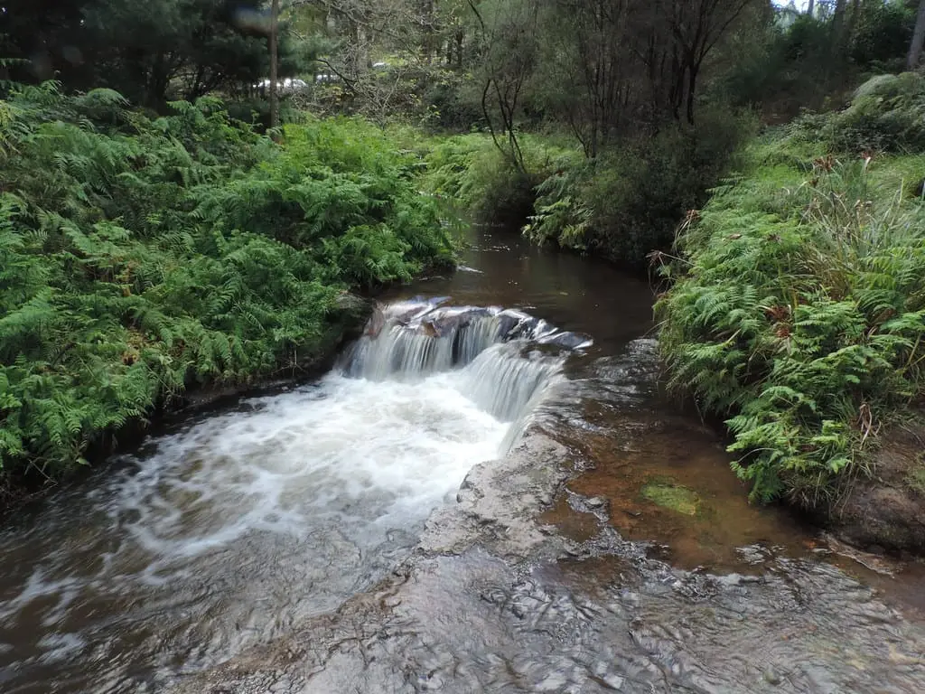 Small cascade on Kerosene Creek flowing between thick ferns and bush