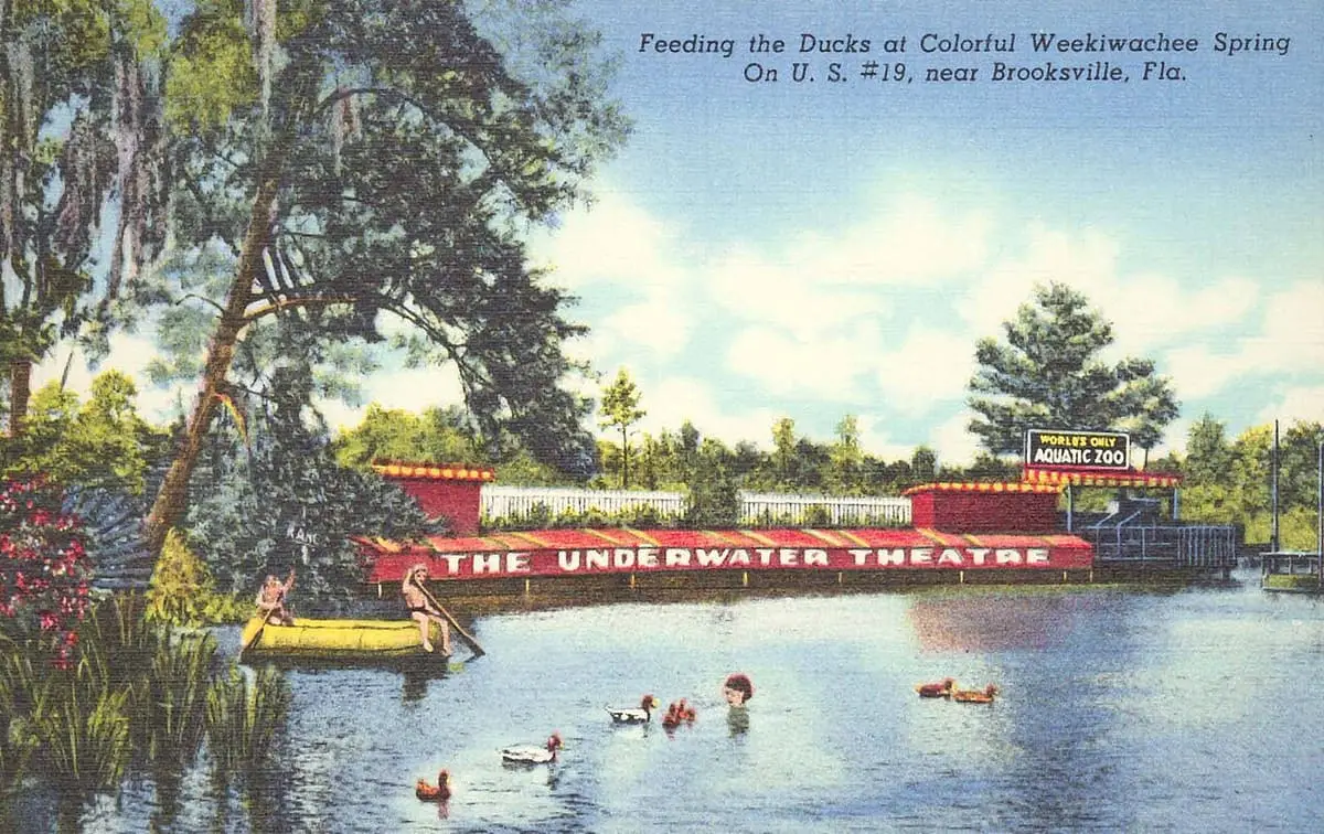 Vintage postcard of the Underwater Theatre and ducks on Weeki Wachee Spring near Brooksville