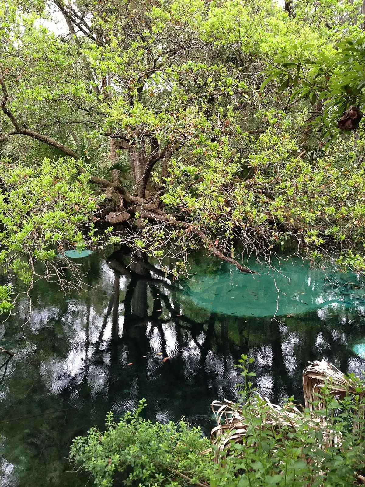 Green spring pool at Juniper Springs framed by overhanging trees and reflections