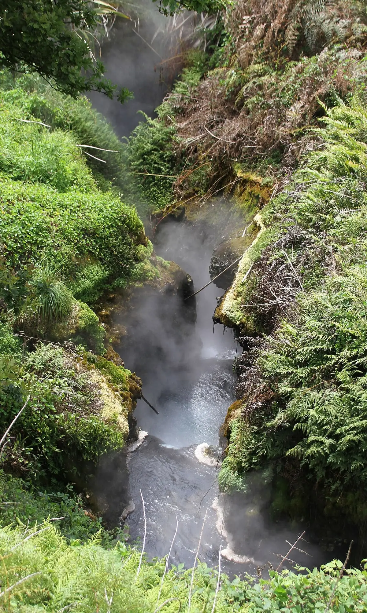 Waikite hot stream sending up steam in a narrow gully thick with ferns and bush