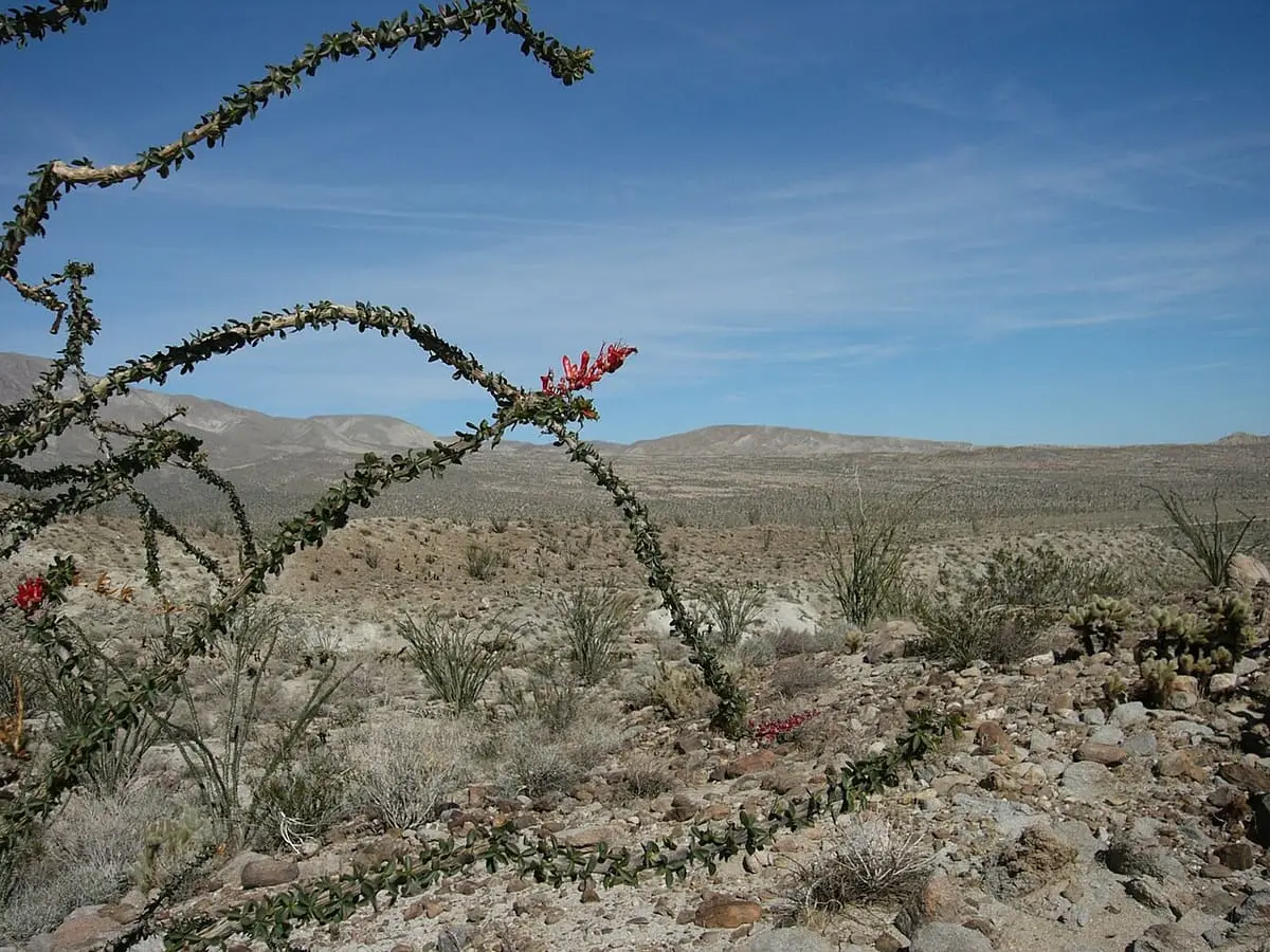 Blooming ocotillo beside a trail in Agua Caliente County Park under a blue sky