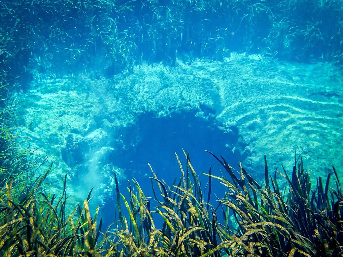Underwater view of a deep blue spring vent ringed by eelgrass at Ichetucknee Springs