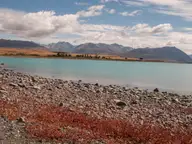 Pebbly shore of turquoise Lake Tekapo with red groundcover and mountain ranges under a blue sky