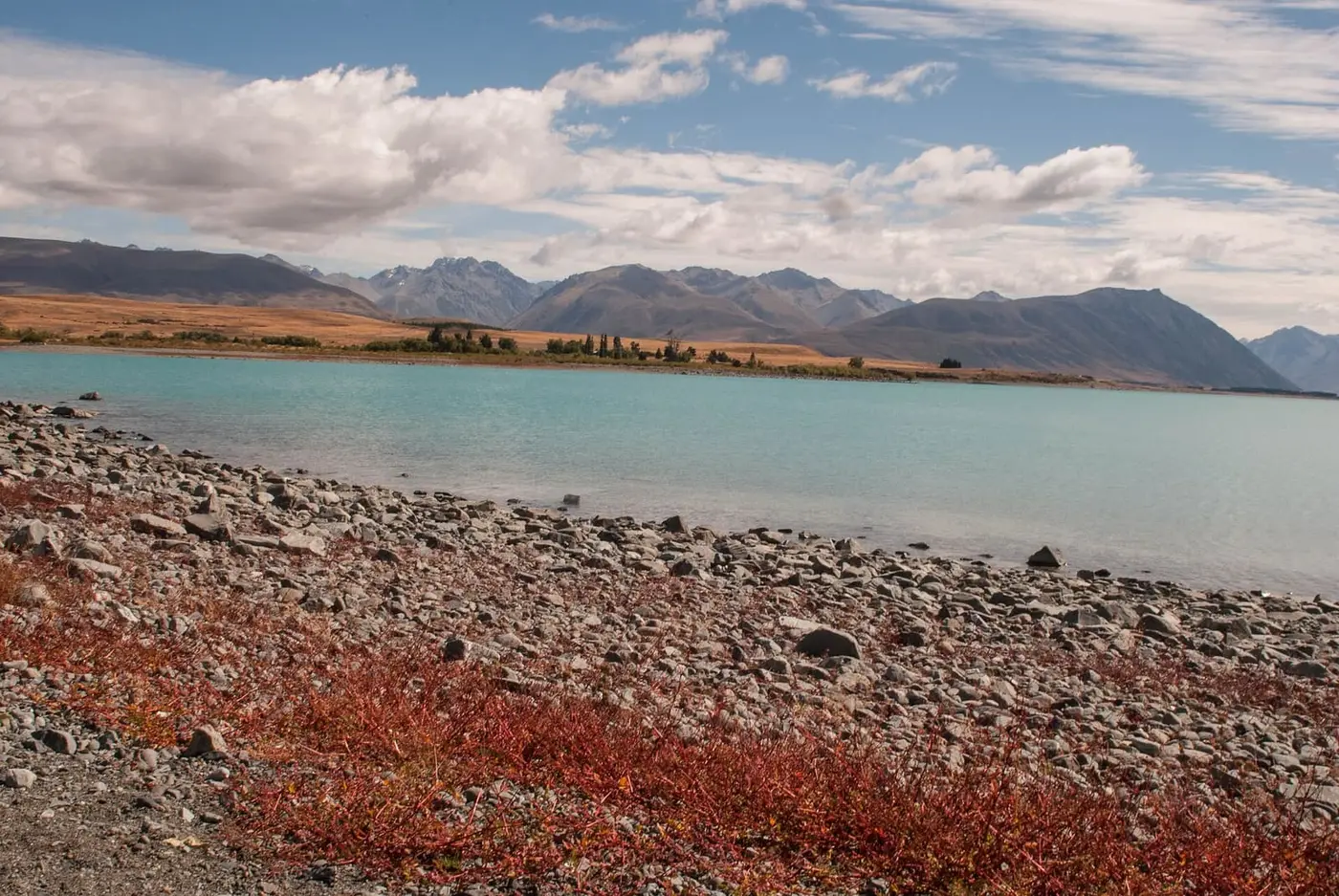 Pebbly shore of turquoise Lake Tekapo with red groundcover and mountain ranges under a blue sky