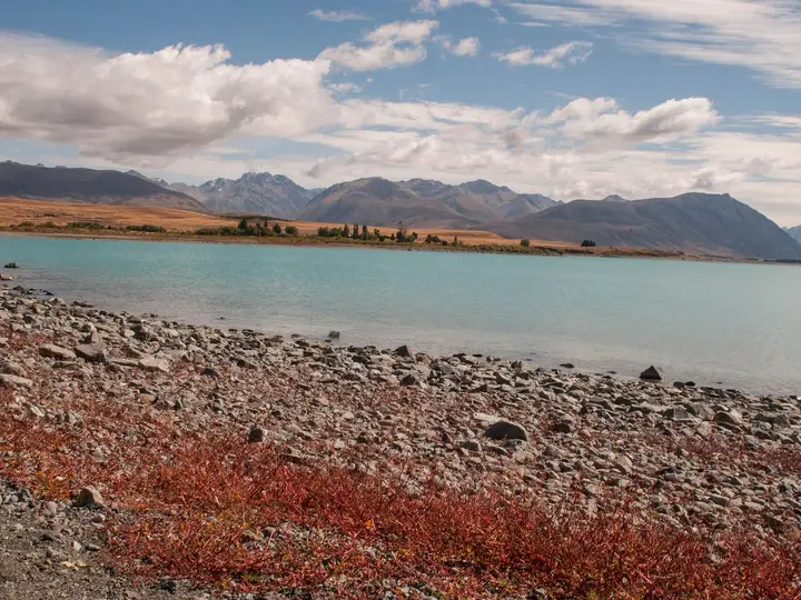Pebbly shore of turquoise Lake Tekapo with red groundcover and mountain ranges under a blue sky