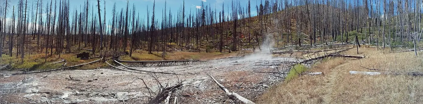Panorama of steaming source of Vulcan Hot Springs among fire killed lodgepole pines
