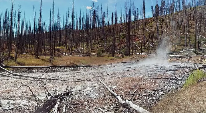 Panorama of steaming source of Vulcan Hot Springs among fire killed lodgepole pines