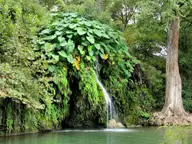Spring waterfall spilling through elephant ear plants into the natural pool at Krause Springs