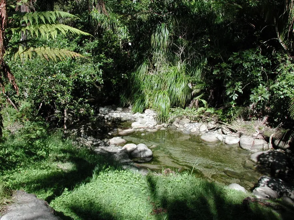 Stream running over rocks through native bush and ferns at the Nikau Pools, Morere Hot Springs reserve