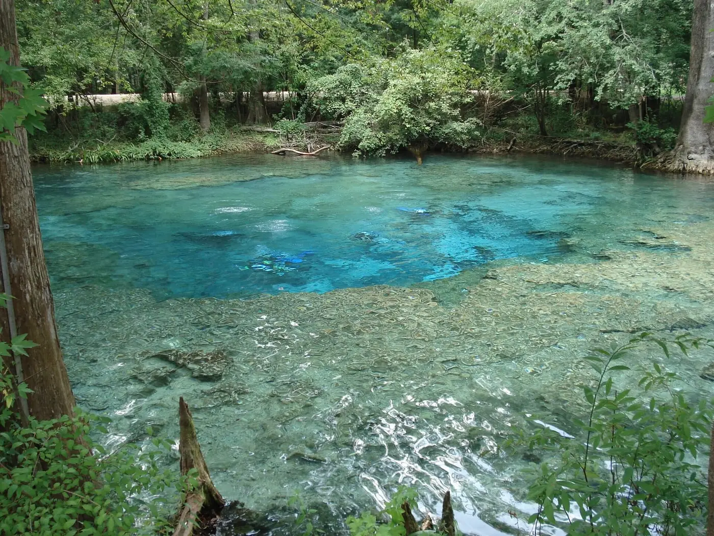 Clear turquoise Ginnie Springs basin with a deep blue vent surrounded by green forest