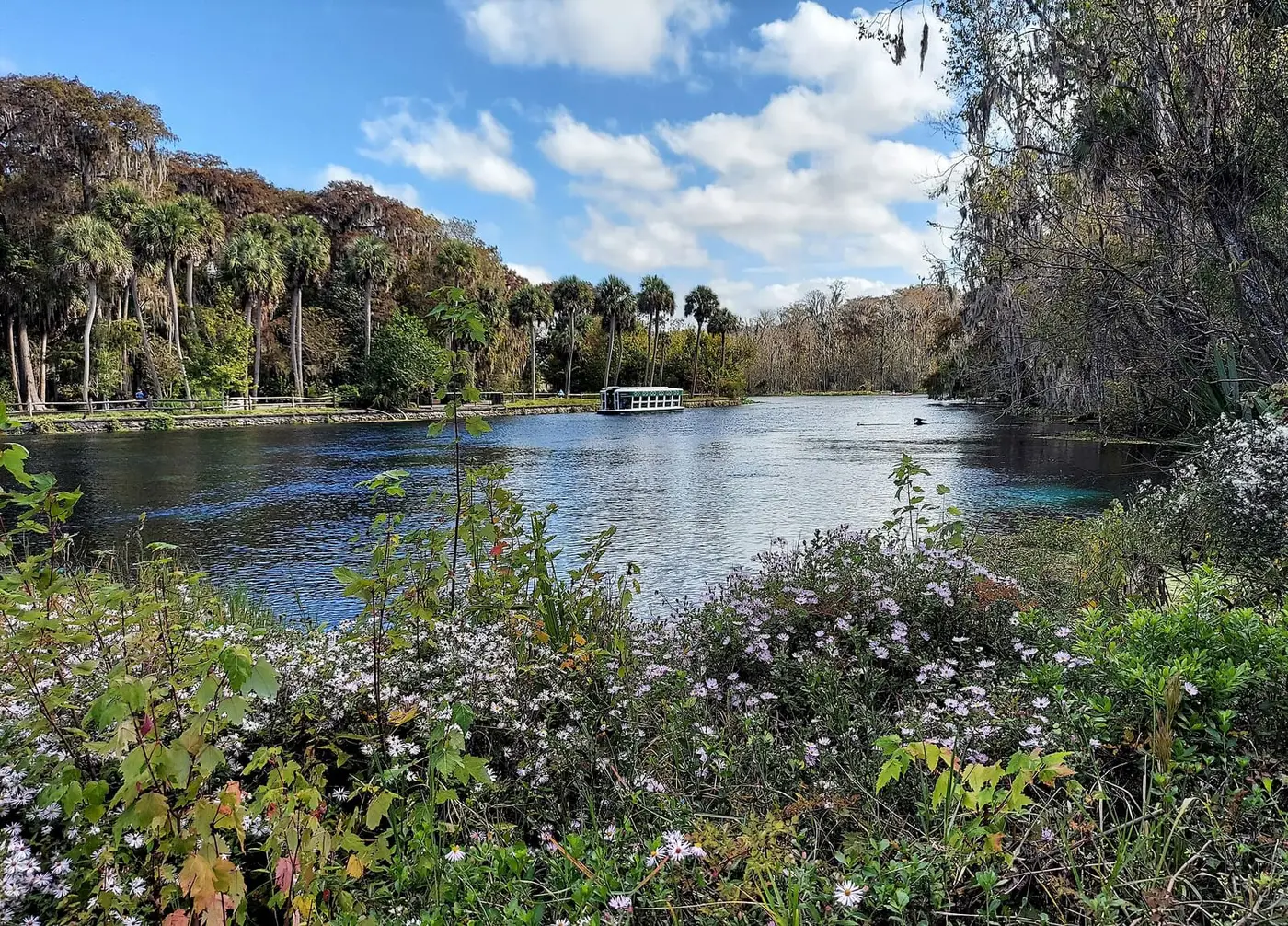 Silver Springs headspring basin with a glass bottom boat, palms and wildflowers under a blue sky