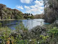 Silver Springs headspring basin with a glass bottom boat, palms and wildflowers under a blue sky