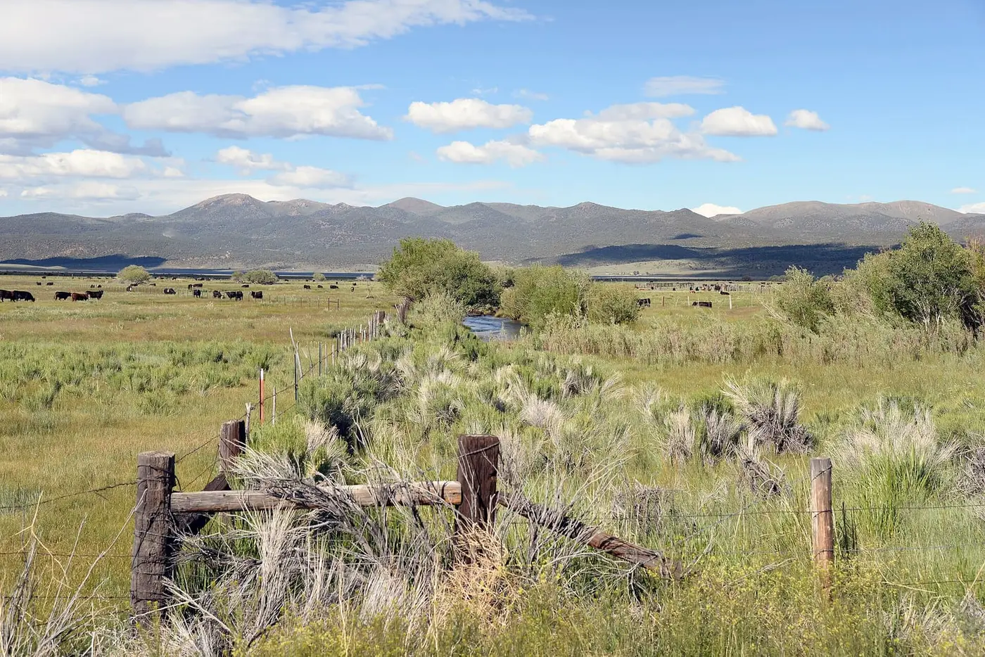 Sagebrush meadow and old wooden fence at Fales Hot Springs with grazing cattle and distant mountains