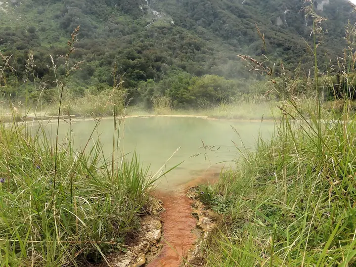 Muddy track through tall grass to the steaming Welcome Flat hot pools below forested slopes