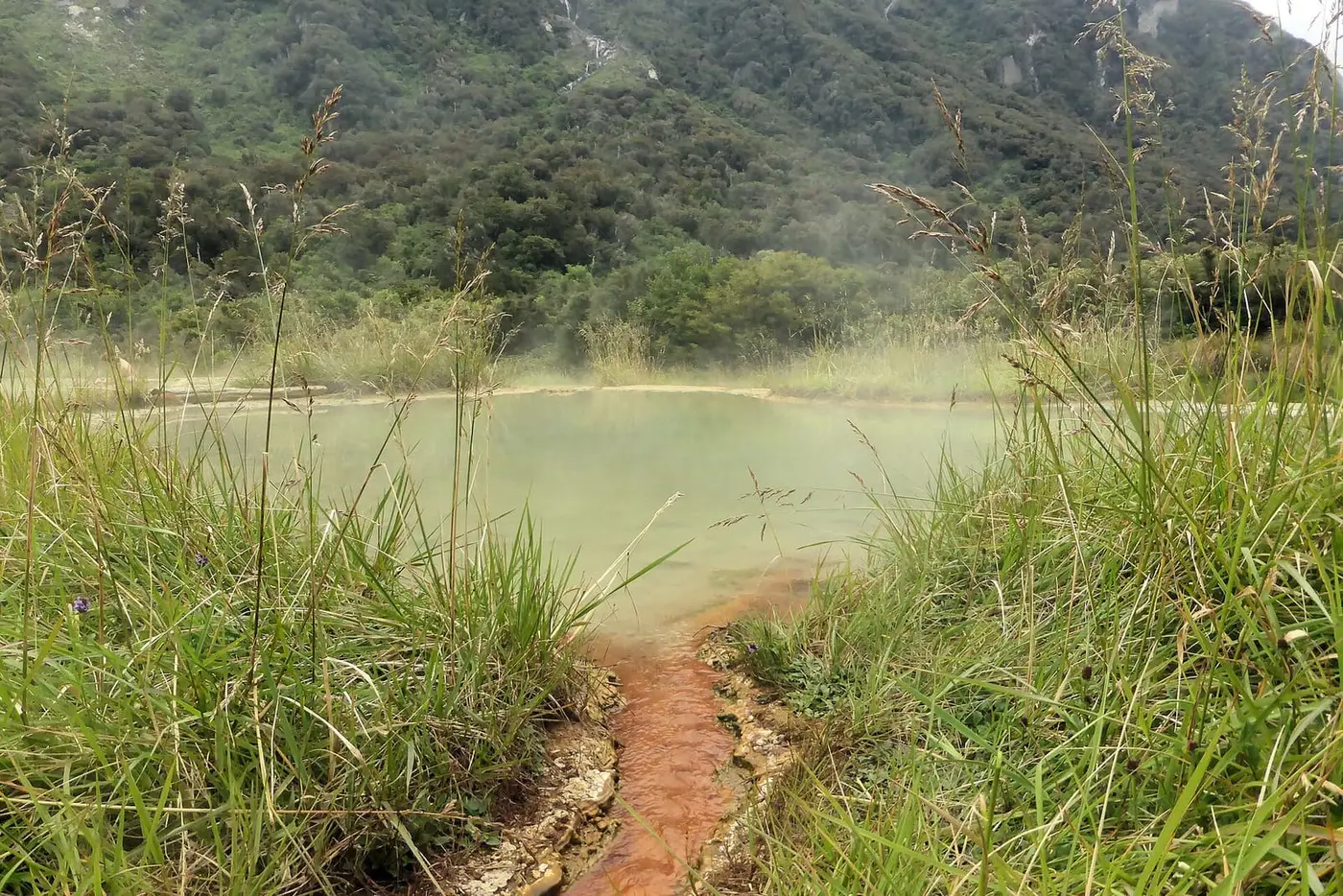 Muddy track through tall grass to the steaming Welcome Flat hot pools below forested slopes