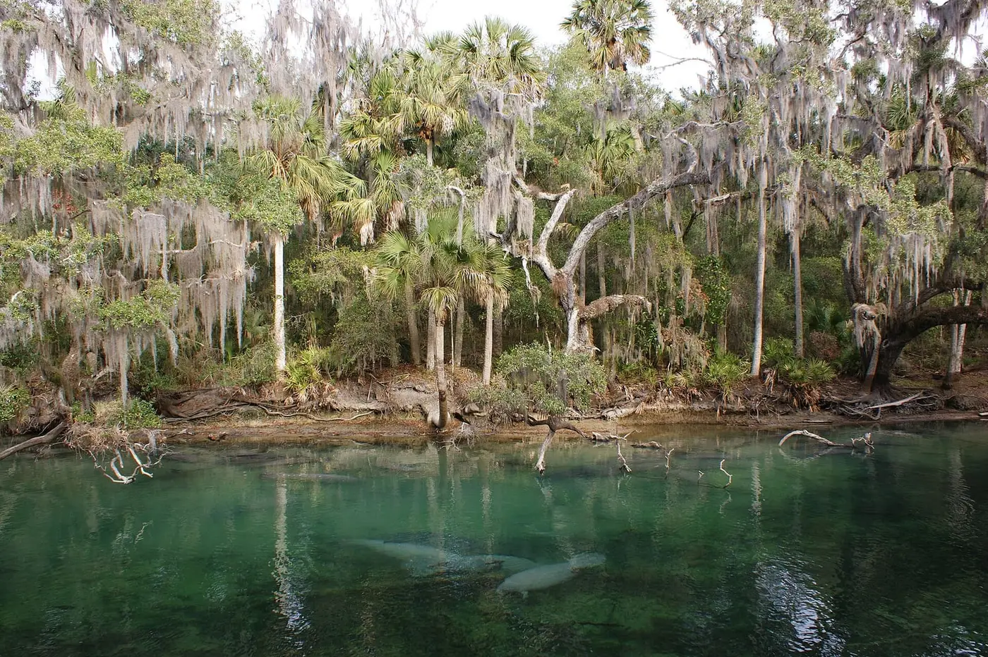 Green water of Blue Spring with manatees below the surface and moss draped trees on the bank