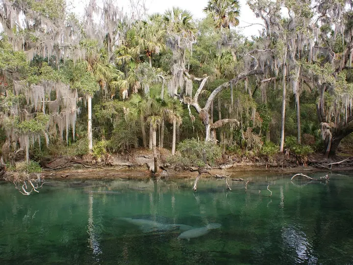 Green water of Blue Spring with manatees below the surface and moss draped trees on the bank