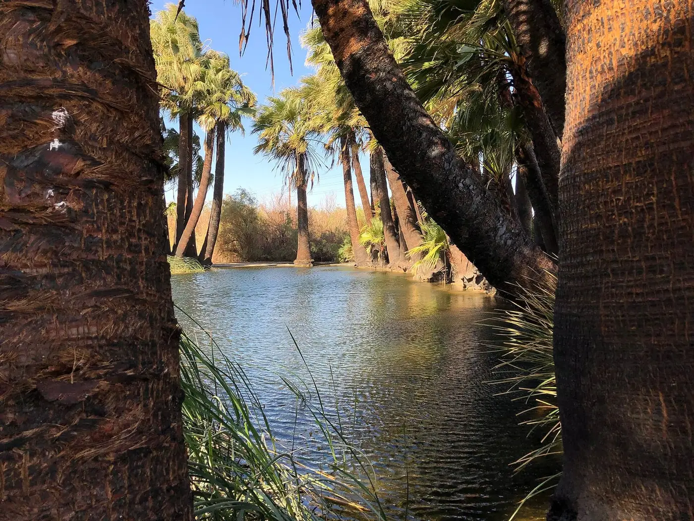 Palm ringed pond at the Hot Springs Long Term Visitor Area under a clear desert sky