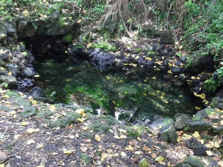 Clear warm pond ringed by lava rock and fallen leaves in the jungle at Pohoiki