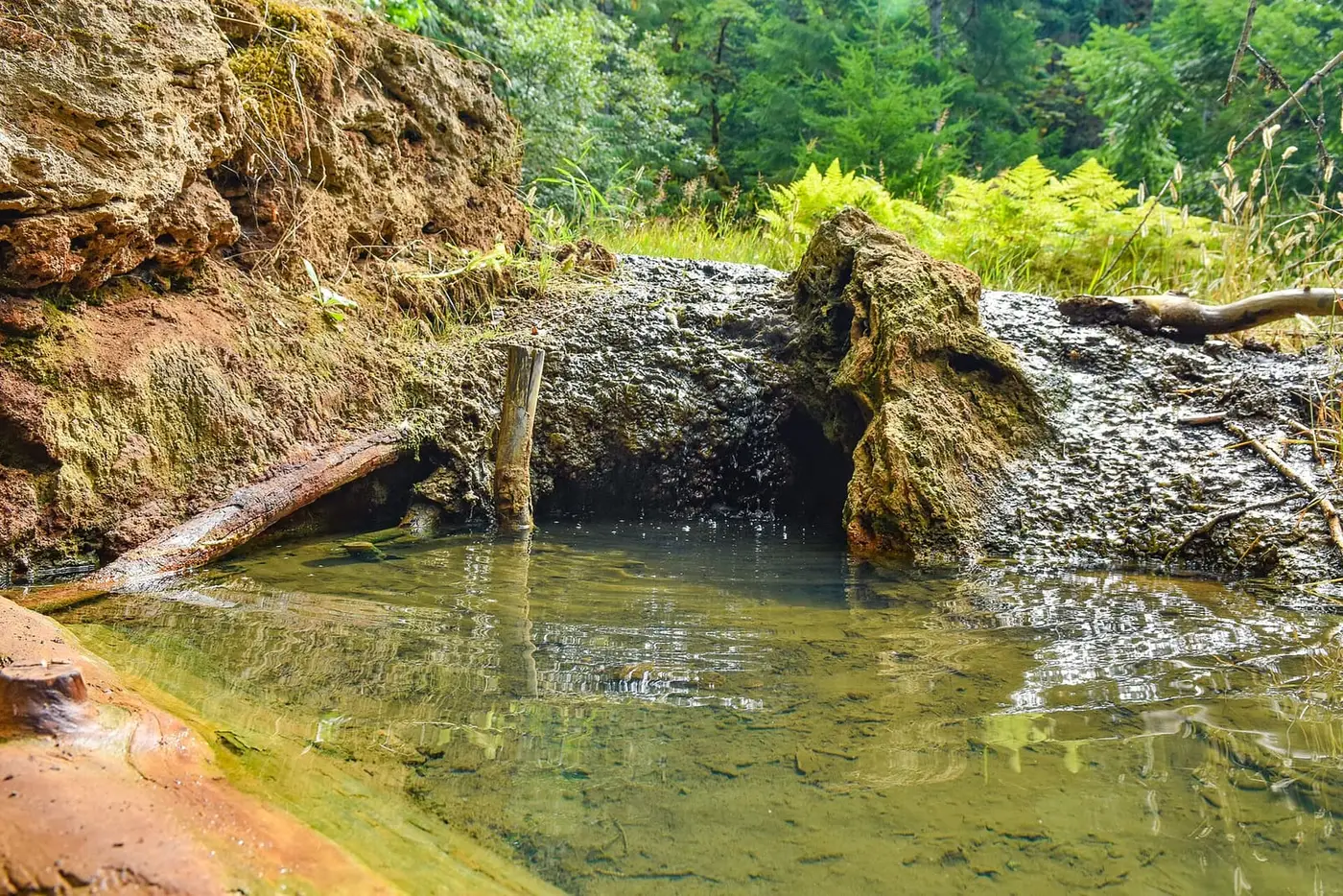 Clear warm spring pool below a mossy mineral ledge at Ohanapecosh Hot Springs in Mount Rainier National Park