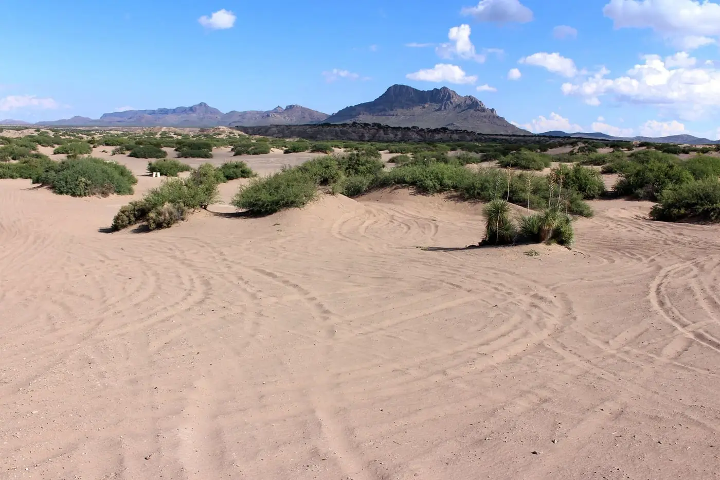 Open sand dunes with tire tracks and desert shrubs at Hot Well Dunes Recreation Area under a blue sky